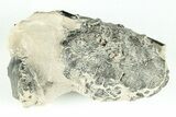 Fossil Crab (Zanthopsis) - Eocene, London Clay #206742-1